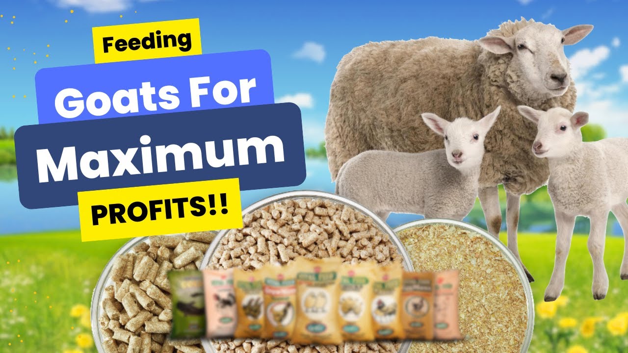 How To Feed Goats For Maximum Reproduction