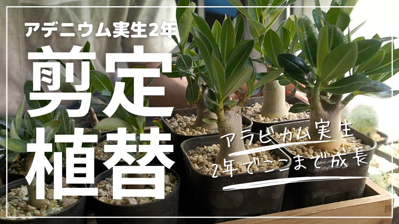 アデニウムアラビカム実生播種して2年｜太くする為剪定＆植え替えを