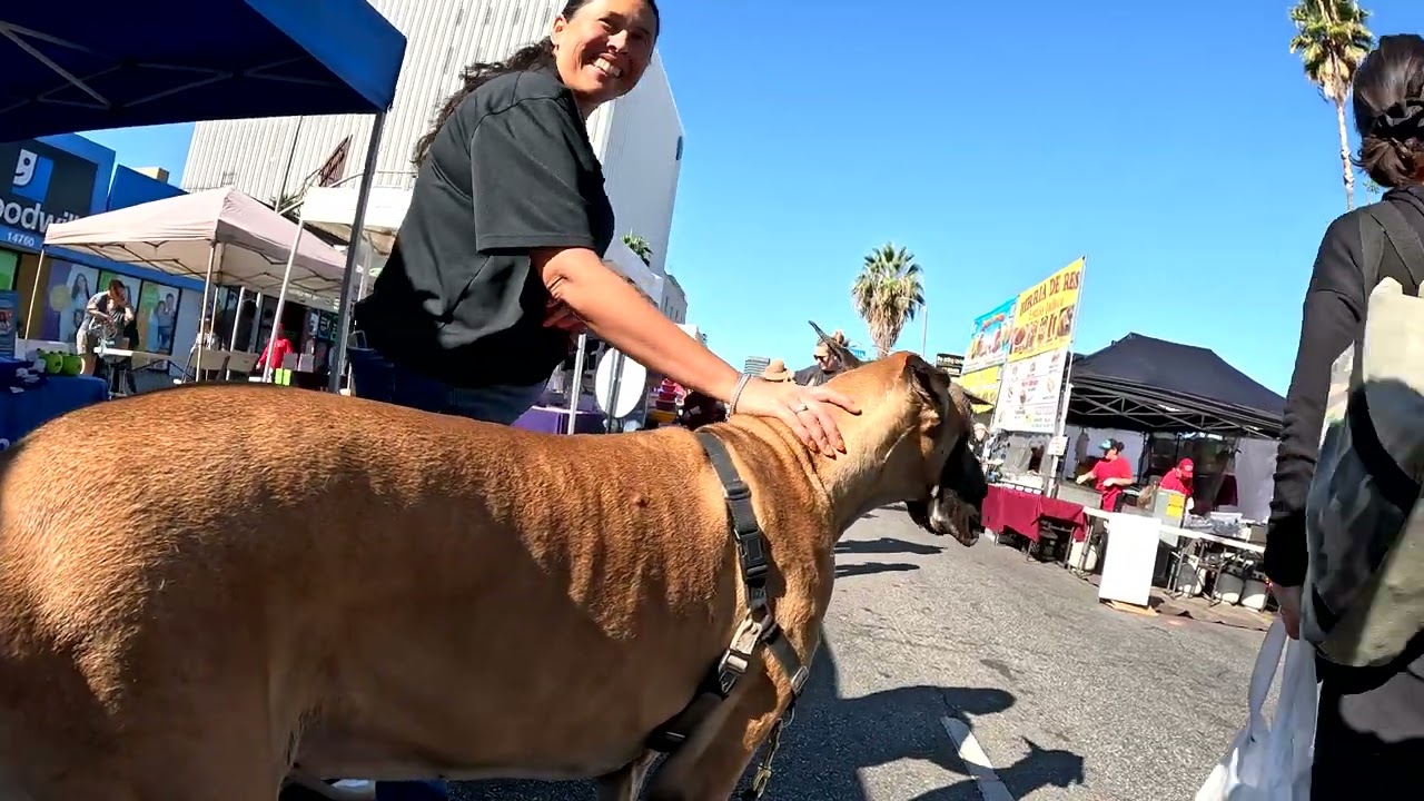 Cash 2.0 Great Dane at the Sherman Oaks Street Fair 2024 (1 of 14)
