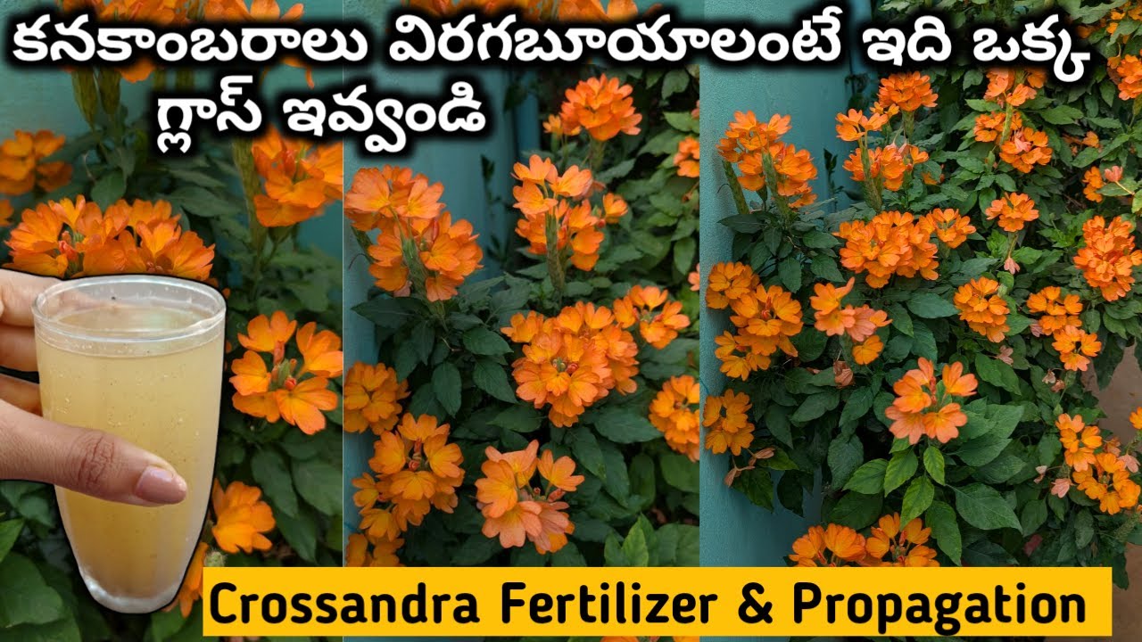 Tips to Get More Blooms in Crossandra Plant | కనకాంబరాలు బాగా పూయాలంటే తప్పకుండా ఇలా చేయండి