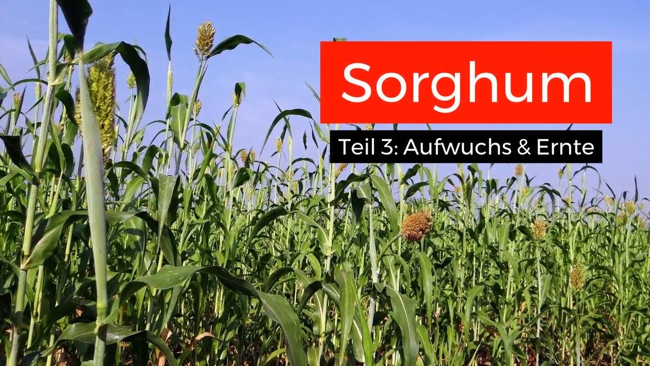 Sorghum als ertragreicher Maisersatz? Teil 3: Anbau und Ernte