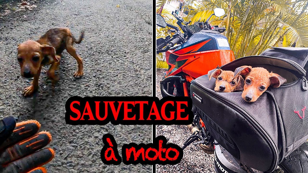 ILS ALLAIENT MOURIR !