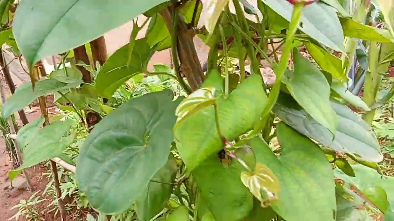 SMALL FARM ,BIG HARVEST.UMURIMA MUTO,UMWIMBU MWINSHI.