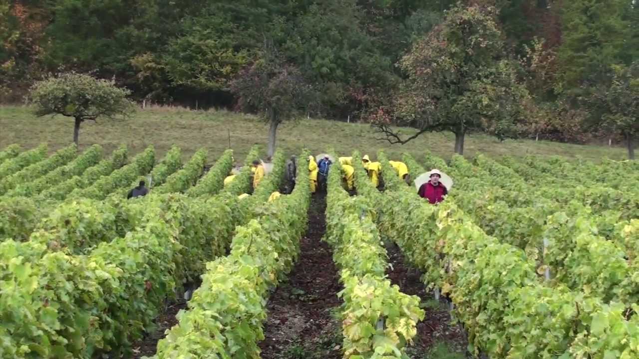 Les vendanges 2010 à la Capite Luin Vinzel