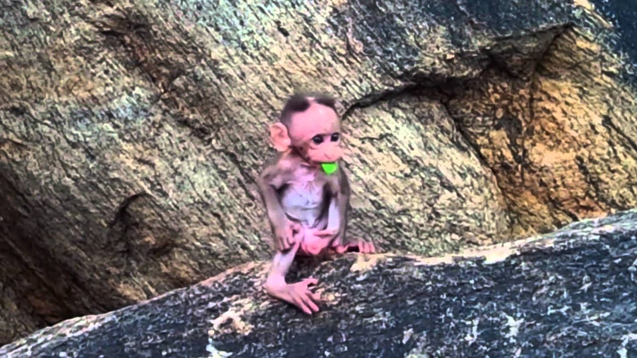Baby Monkey Playing at Thiruparankundram, India.
