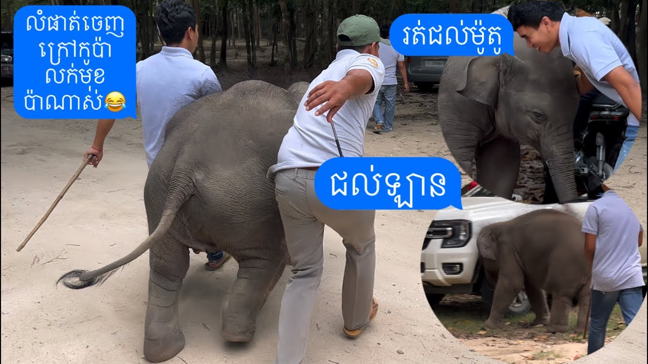 លំផាត់បានចេញក្រៅកូប៉ាលក់មុខប៉ារត់ជល់ឡានជល់ម៉ូតូពេញនឹង, Lomphat went out very happily and ran around.