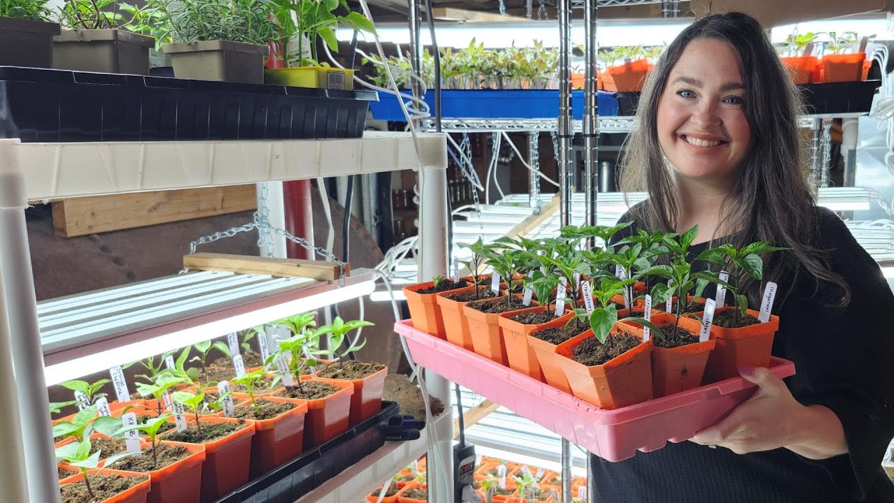 Seedling Care Tips and Maintenance + Seedling Update