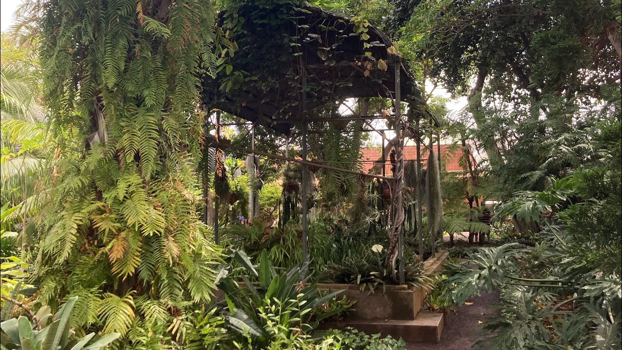 Kolekcjonerskie Philodendrony, monstera variegata i inne. Ogród botaniczny Puerto de la Cruz