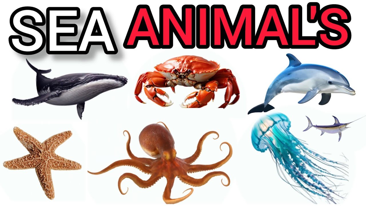 Sea Animals for Kids 🐠 🐧🦭🦈🦐🦞 | Ocean Animals for Children in Hindi | Sea Animal Name Sounds for Kids