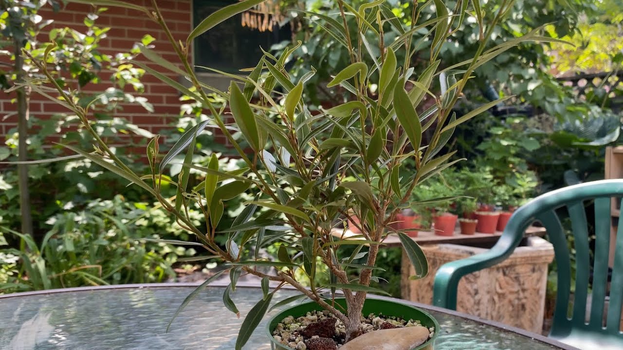 A Big Step for my Future Mame Willow Leaf Ficus Bonsai - July 2022