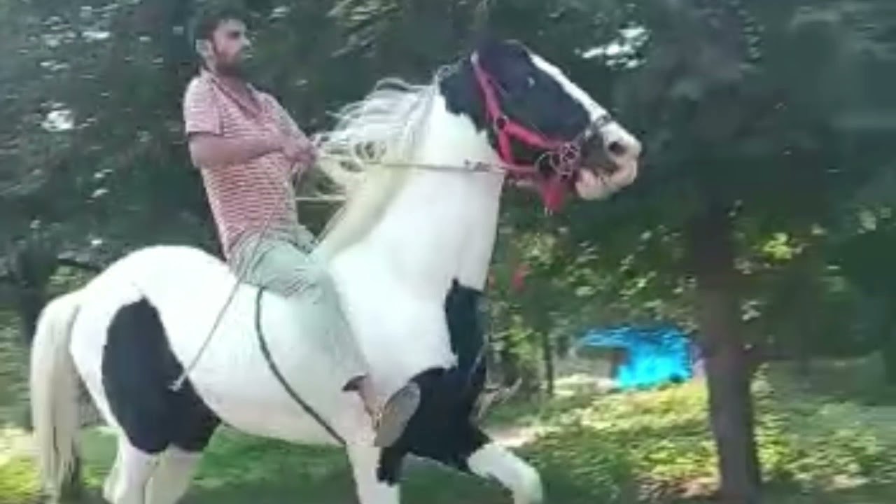 top quality marwari and nukra horses sales in thirunelveli 9994472457