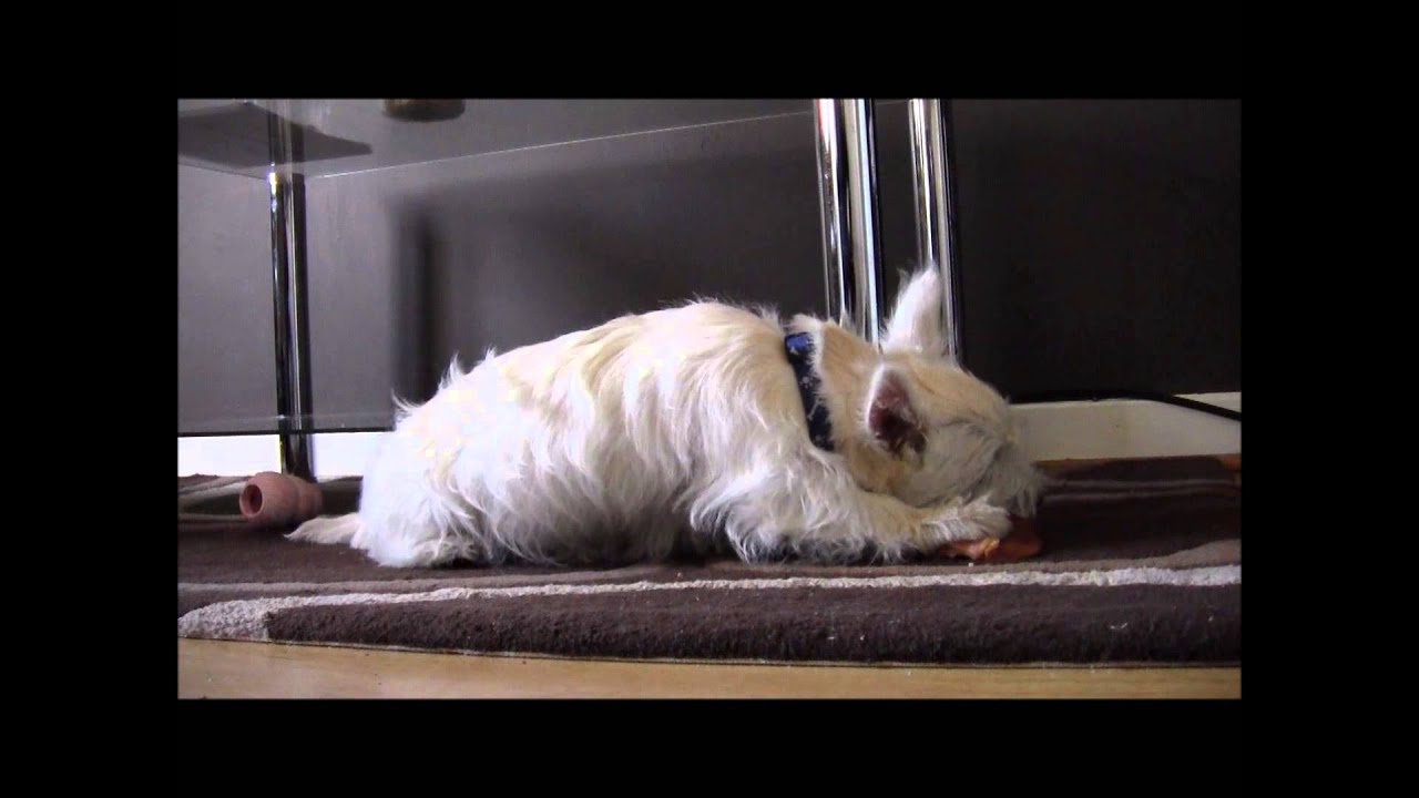 Teaching a dog to be less possessive - part 2