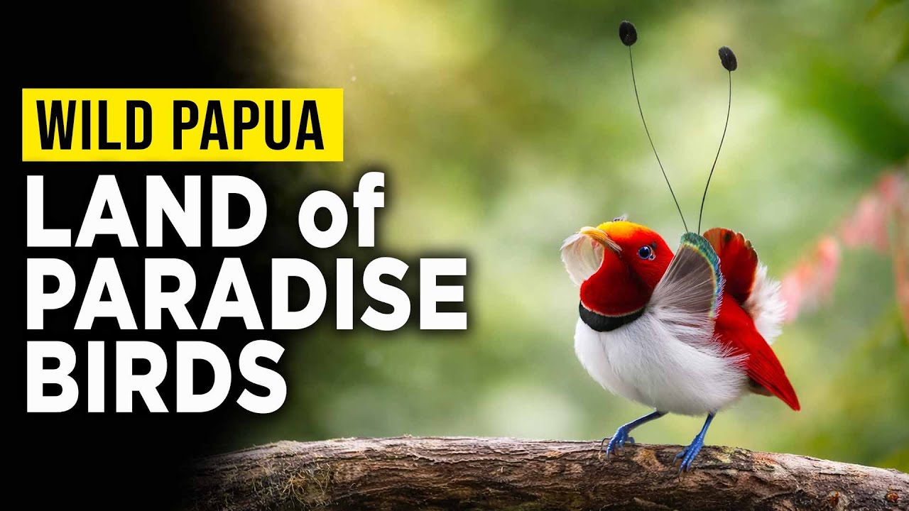 The Last Paradise: Love and Survival in Papua’s Rainforest | Habits