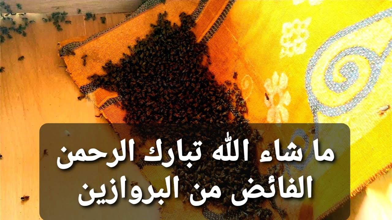 تكملة درس ما بعد التحويل مع الأخ أبو سلمان والحبيب ابو عبدالله ( خليه رقم ١٠ ) ملكه مرتبه ثانيه