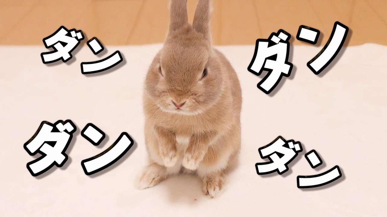 鳴きながら足ダン連発する激おこなウサギ
