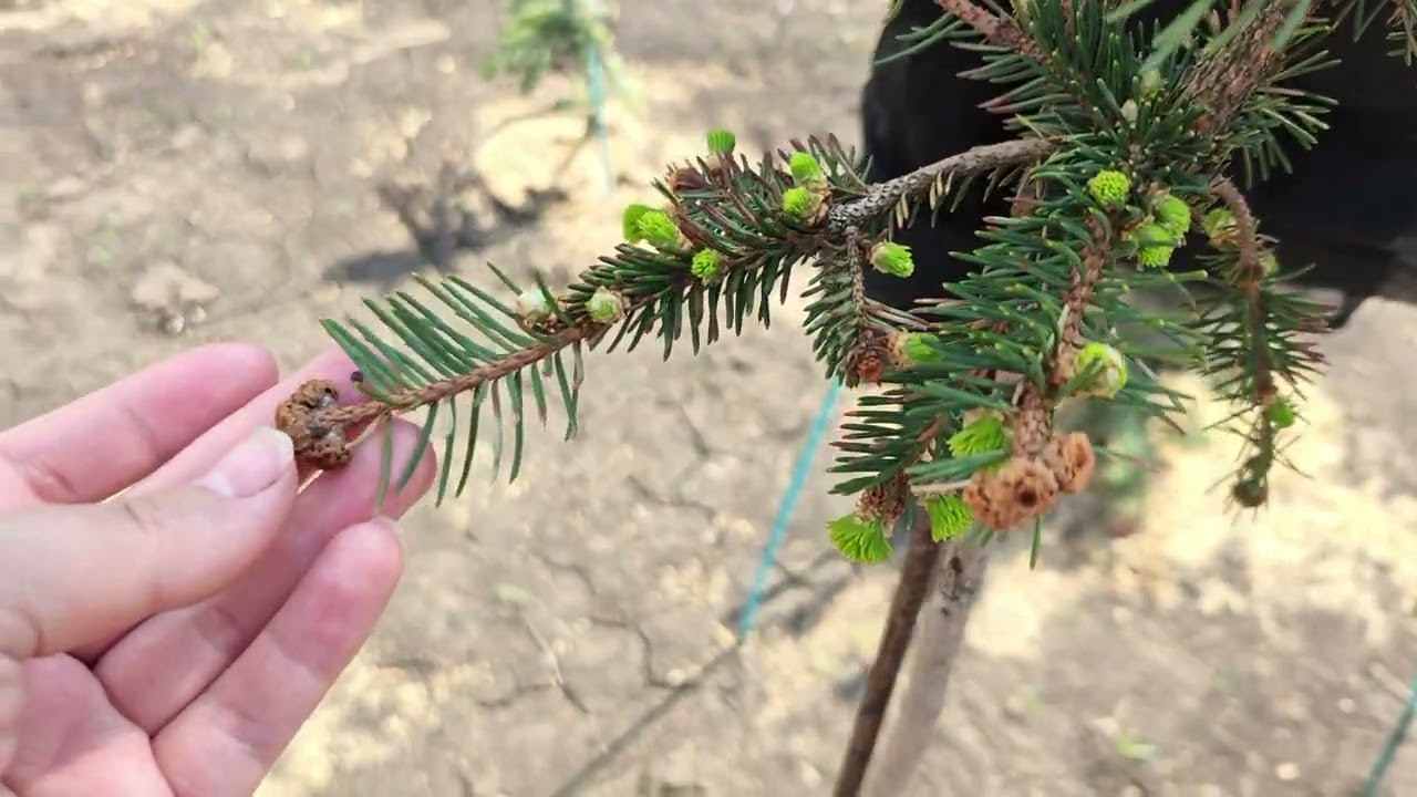 Обзор моих хвойных растений в прикопе.🥰🌲❤️ Посмотрим на погорельцев🥺😭 Часть 2. 25.04.25г.