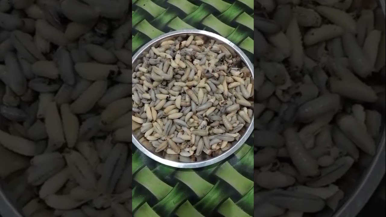 MEMBURU SARANG TEBUAN 👍🥰