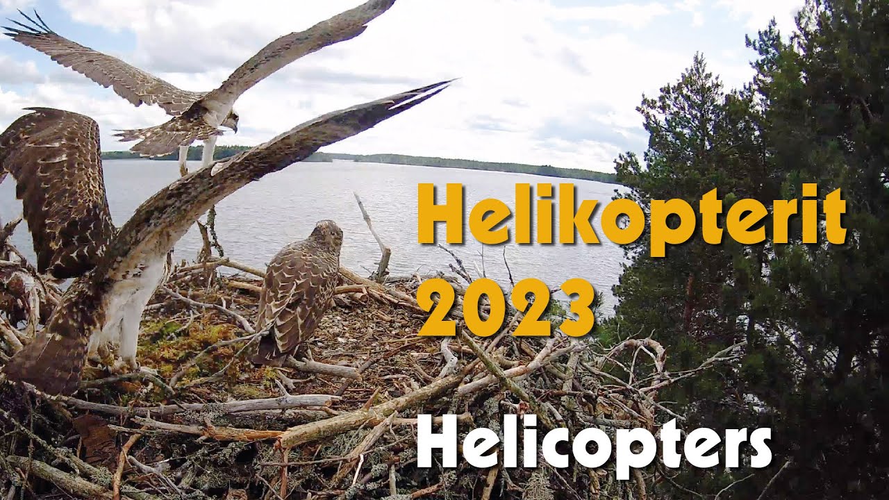 Kunnon helikopterit / Proper helicoptering (29.7.2023)