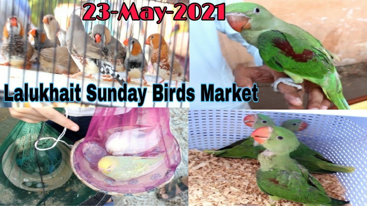 Lalukhet Sunday Birds Market 23-May-2021 Latest Updates Karachi Urdu/Hindi ...