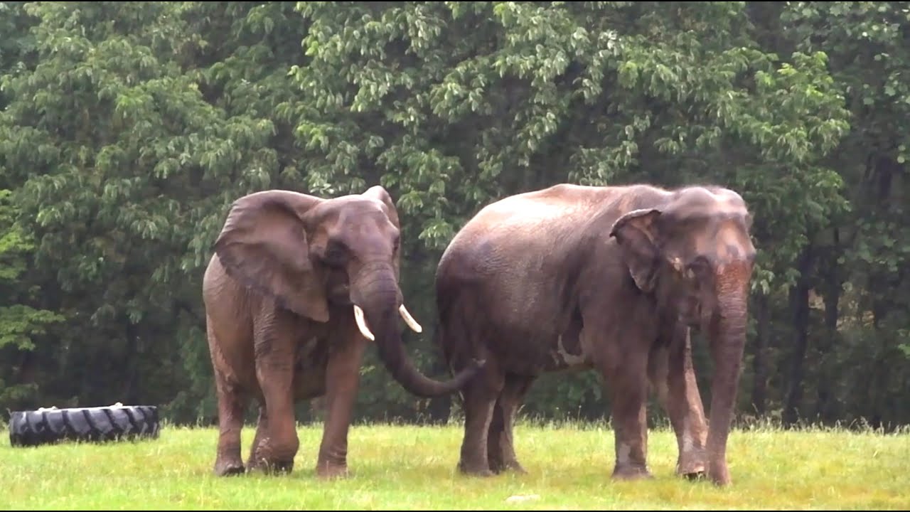 The Elephant Sanctuary | Nosey and Sissy Share Space