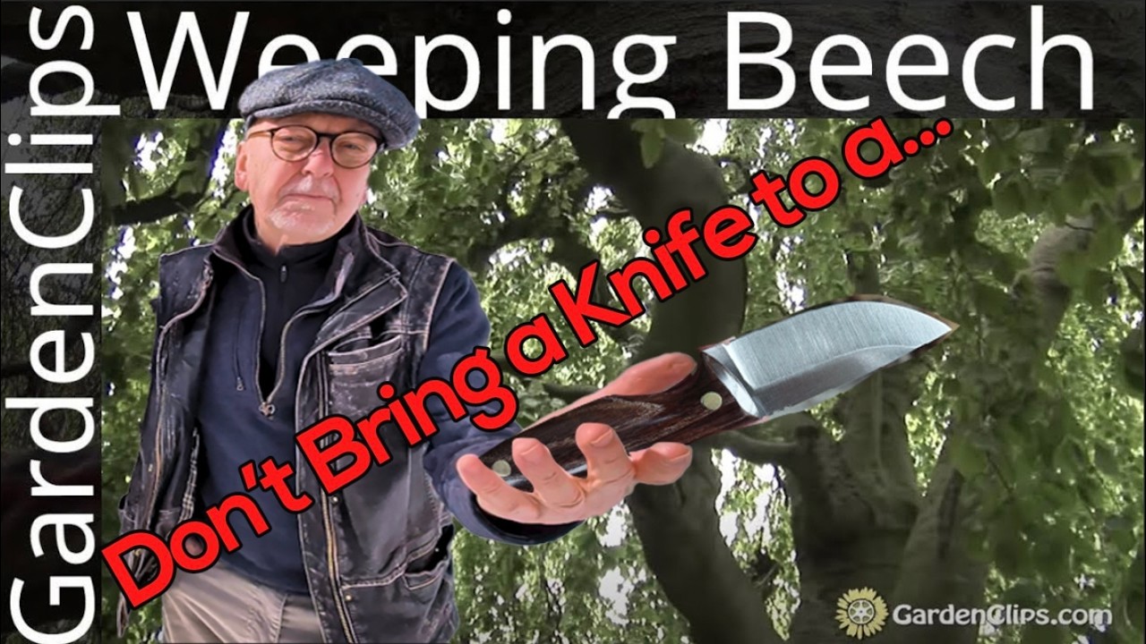 Weeping Beech - Fagus Sylvatica Pendula