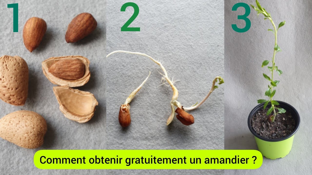 Comment faire pousser un amandier à partir d'une amande ?