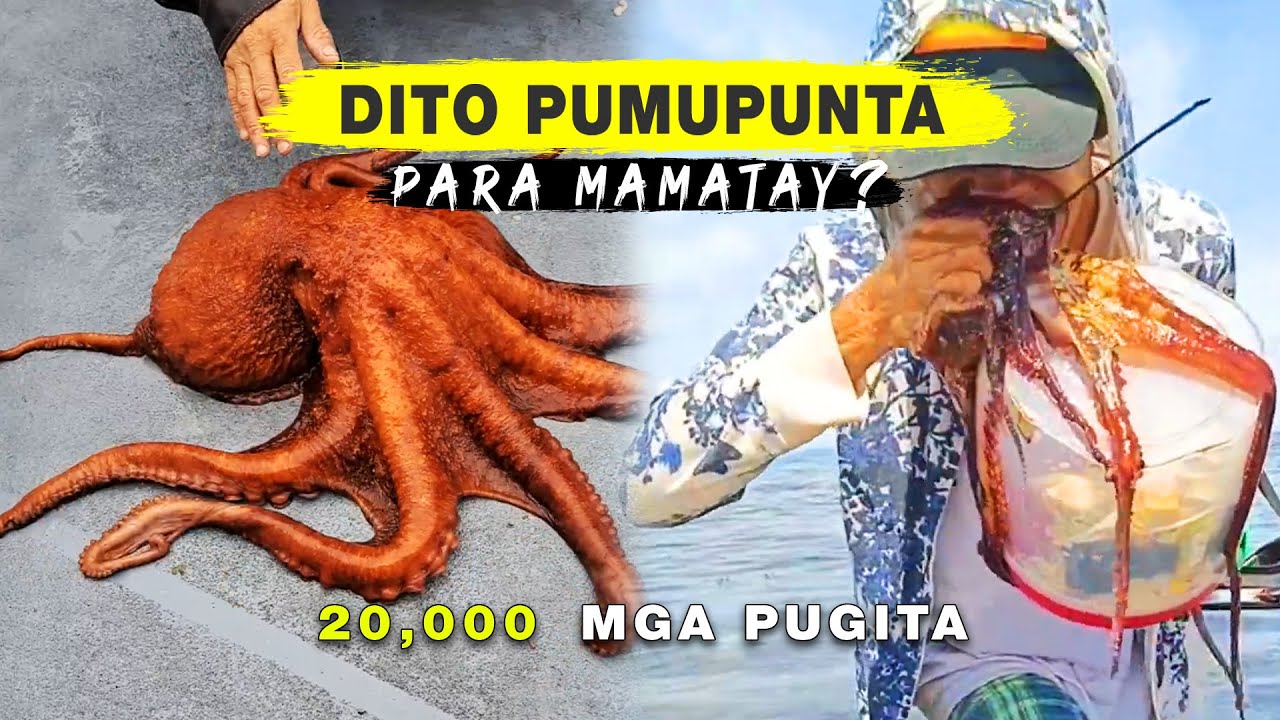 Pumupunta Sila Dito Para Tapusin Ang Kanilang Buhay?