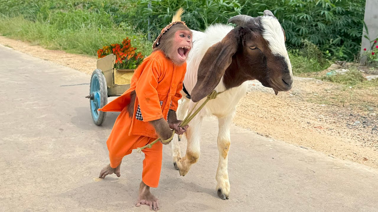 Best Moments Cutis & Goat ! Full video compilation