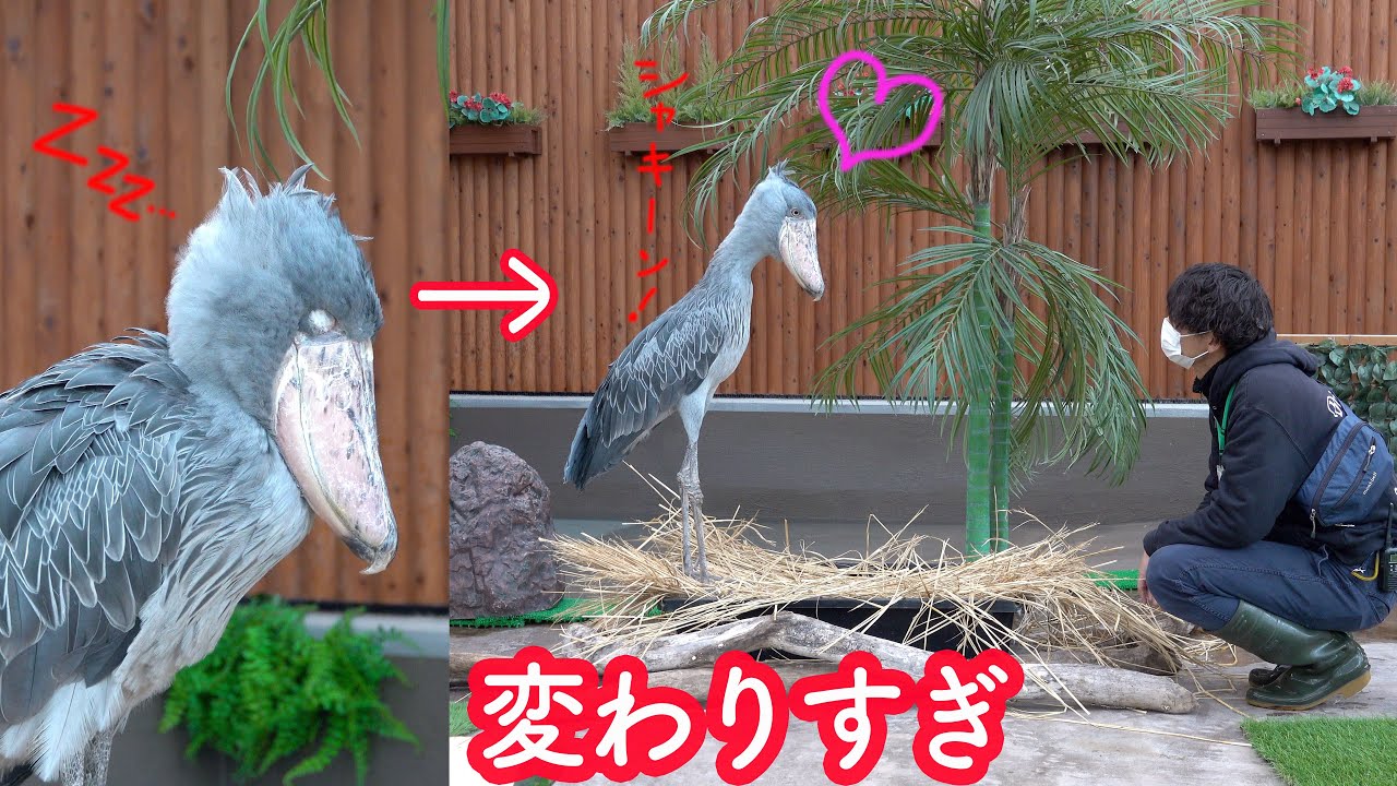 大好きな飼育員さんが来たら様子が激変するハシビロコウのふたばちゃん!【冬のふたば】Winter Futaba_18 Shoebill FUTABA 2021_14