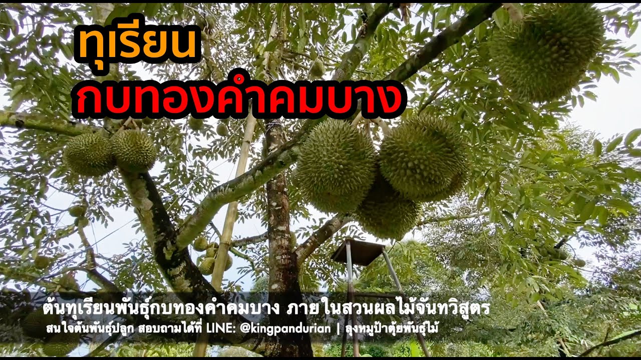 ทุเรียนพันธุ์ กบทองคำคมบาง | ลุงหมูป้าตุ้ยพันธุ์ไม้