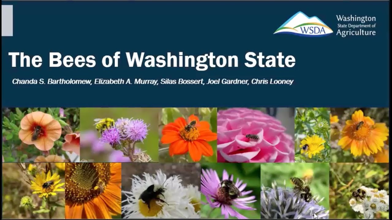 Chanda Bartholomew | The Bees of Washington State FINAL
