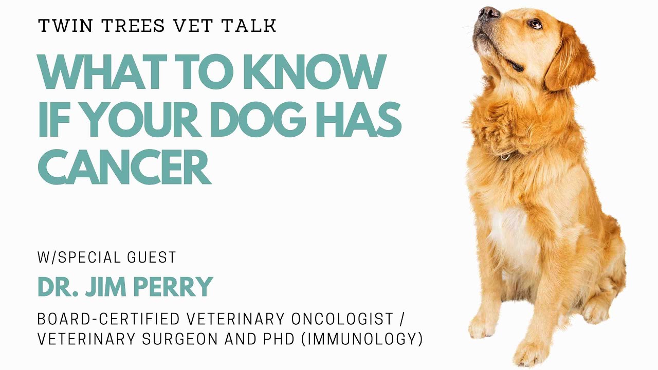 What To Do If Your Dog Has Cancer : Oncologist Answers│Twin Trees Vet Talk (FREE VET ADVICE PODCAST)