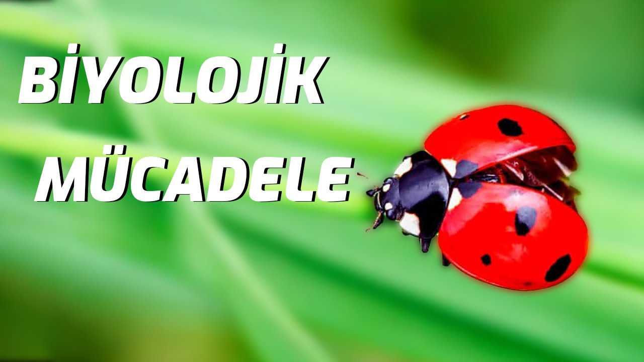 BİYOLOJİK MÜCADELEDE EĞİTİM | TARIM ANALİZ