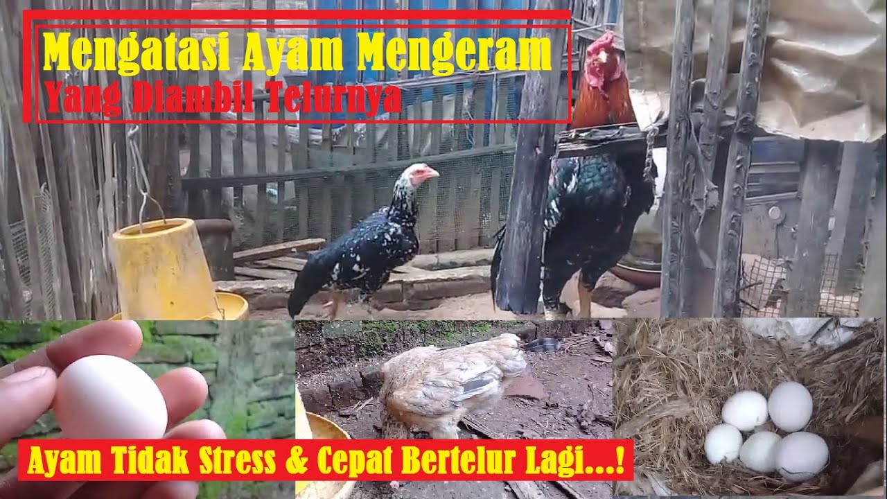 Mengatasi Ayam Ngeram yang Telurnya Diambil | Tanpa Stress dan Indukan Cepat Bertelur Kembali