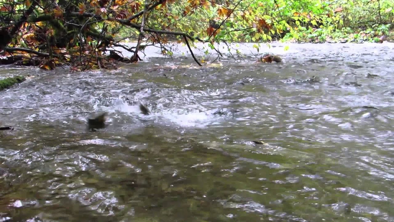 Goldstream Salmon Run