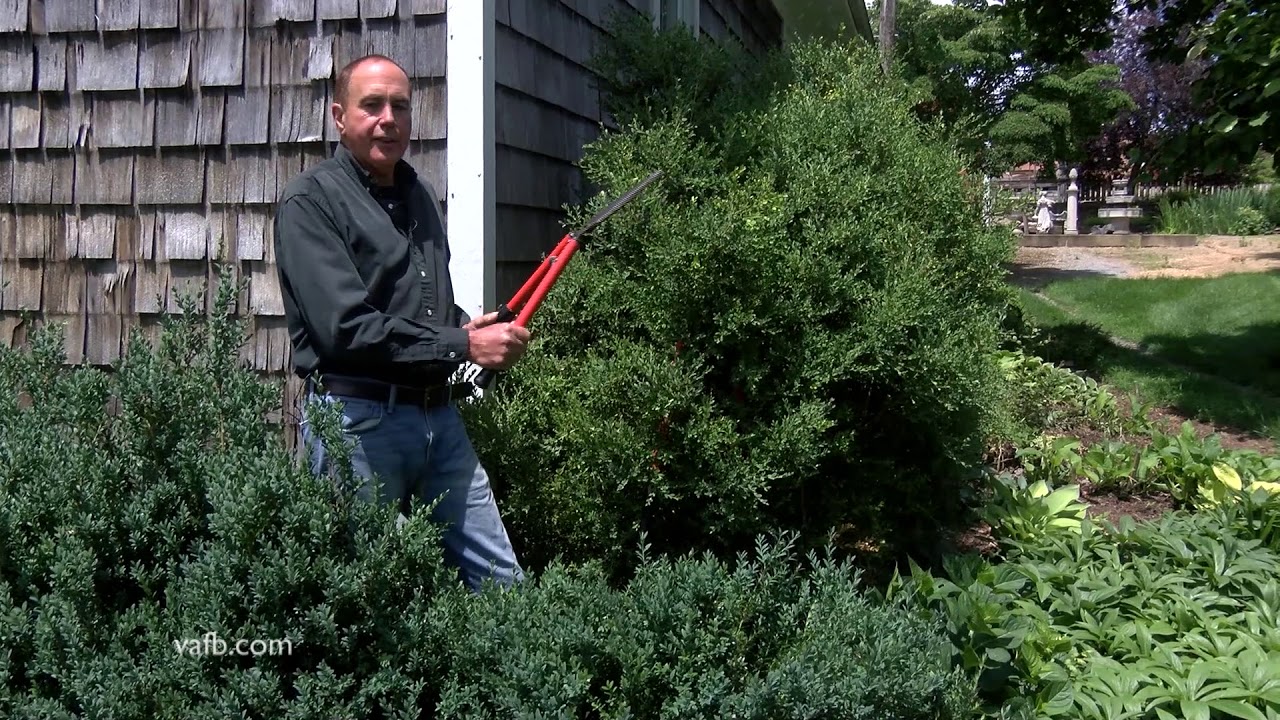 Trimming Boxwoods In the Garden