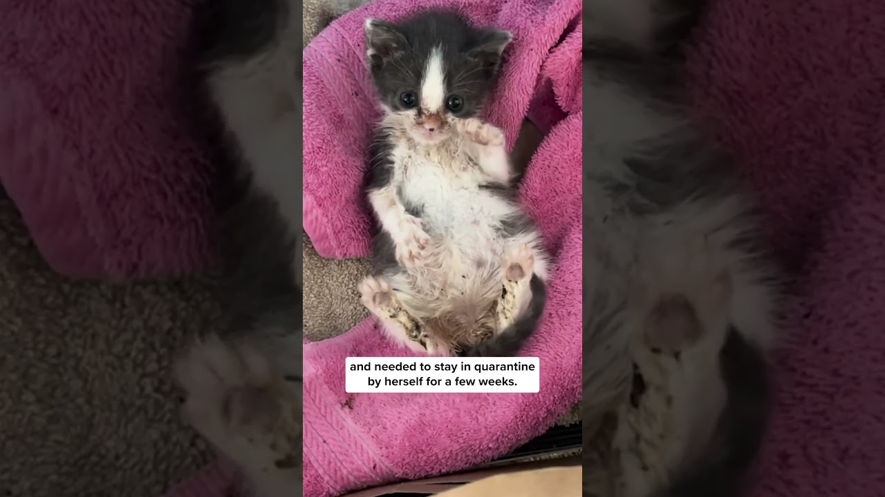 Sick Kittens Become BFFs