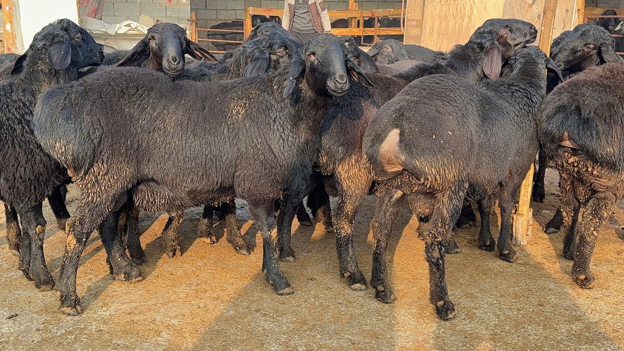 😱REKORD! ARZON XISORI QO‘CHQORLAR 🐏 SHOK NARXLARDA — SHOSHILING!