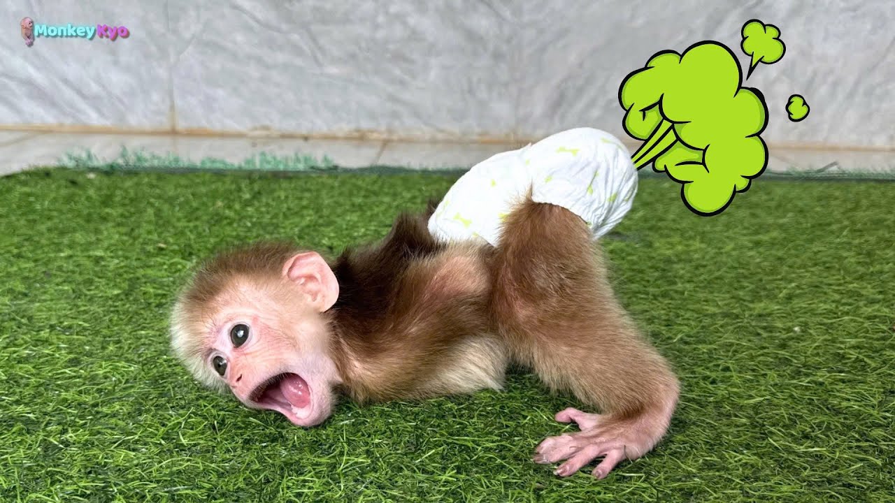 Monkey Kyo has a severe stomachache: Dad, please come home and save me!