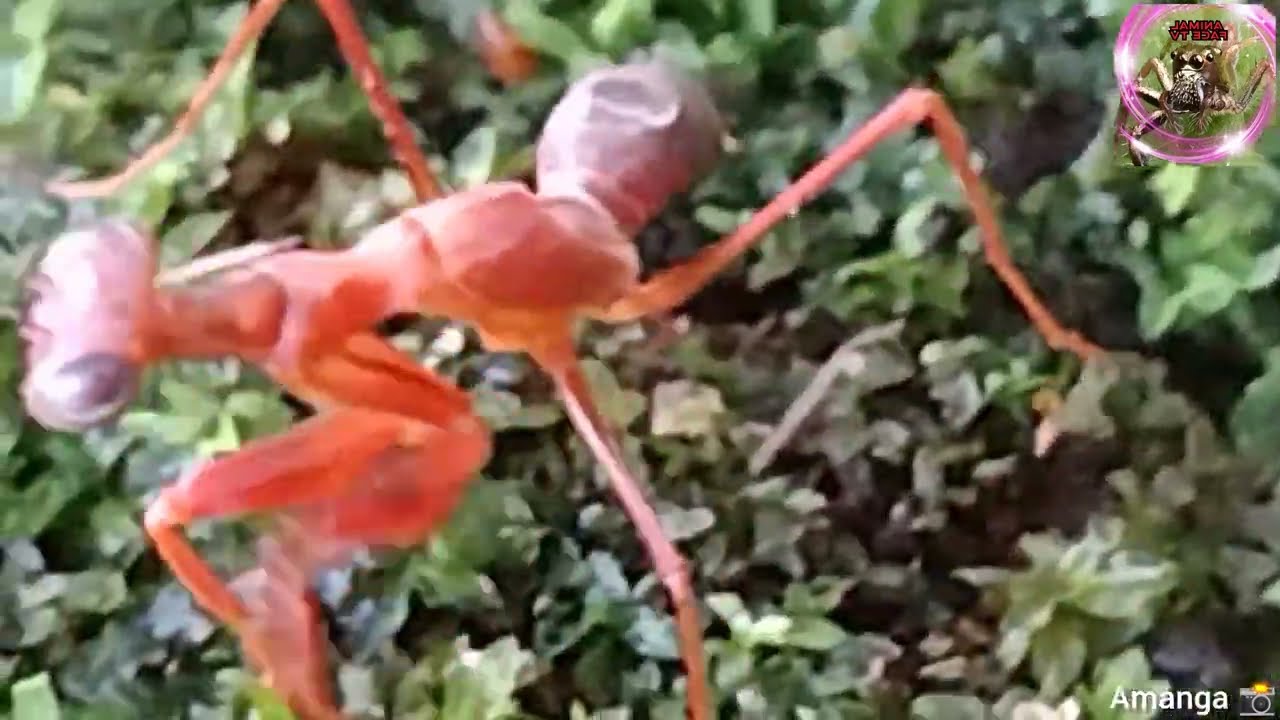 beautiful insect 🐝 species