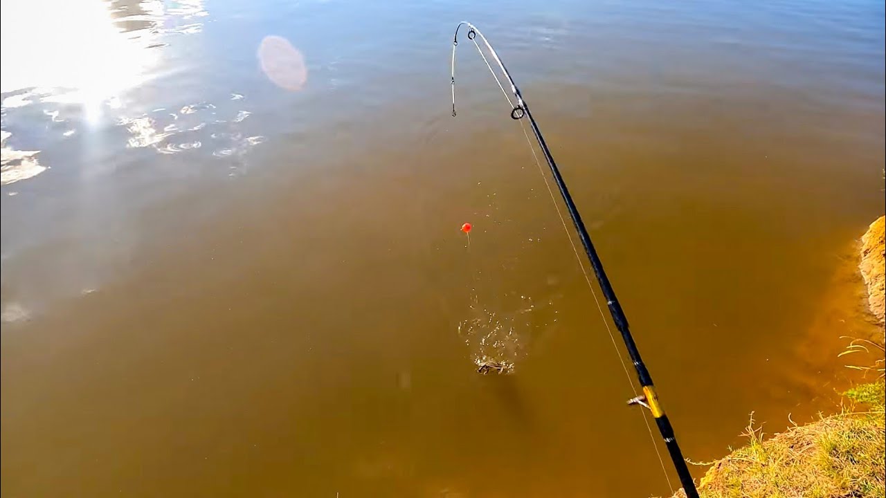 I caught my biggest Silver Perch fishing at the Allans Flat Waterhole.