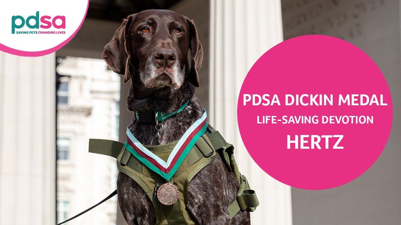 Retired Military Working Dog Hertz is awarded the PDSA Dickin Medal