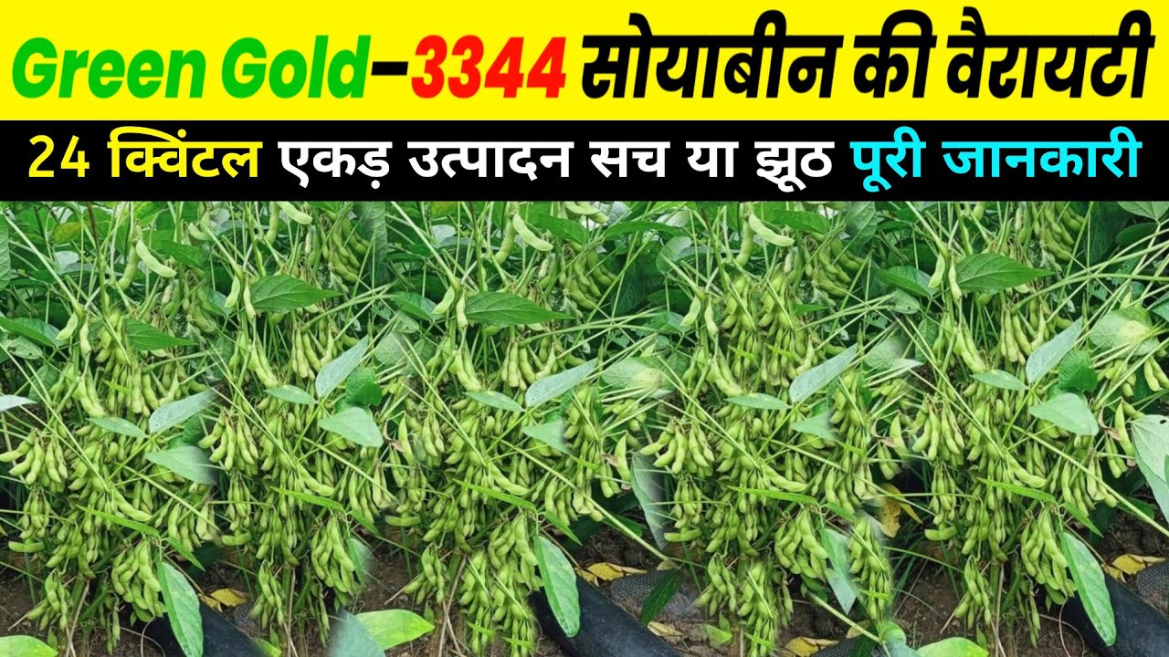 Green Gold 3344 Soyabean | Gold 3344 Soyabean Variety | Soyabean Variety Soyabean Ki Kheti