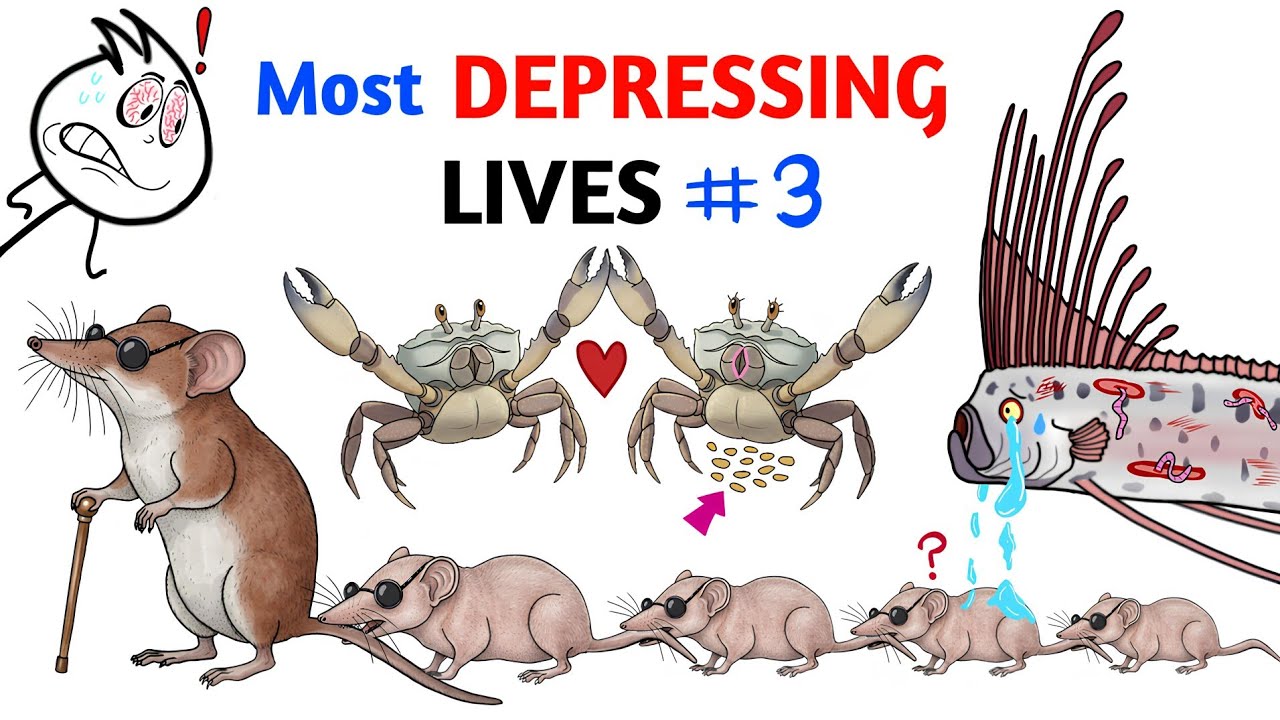 Animals With The Most Depressing Lives - Part 3