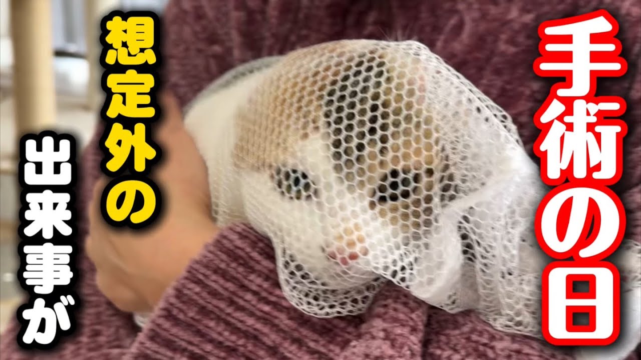 避妊手術日の朝に想定外の出来事が起こりました