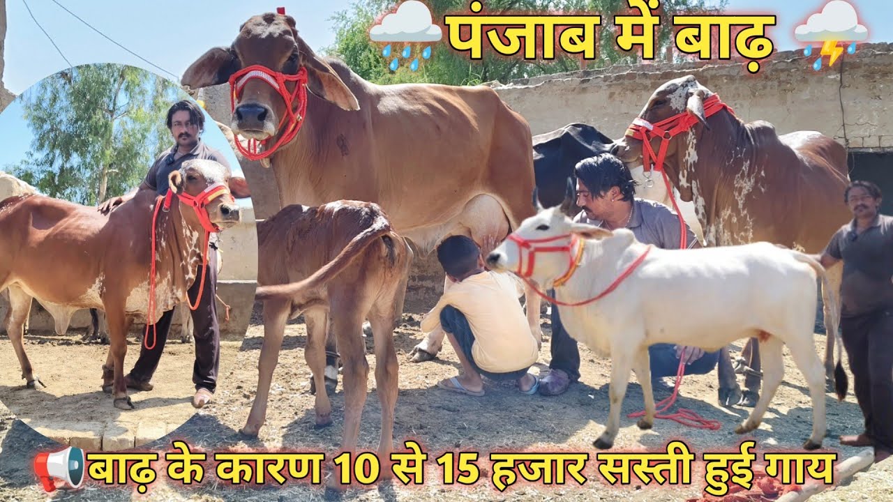आज खरीदो टॉप नगीने, 25 हजार में गाय,500 km ट्रांसपोर्ट फ्री, साहिवाल ,राठी ग़दरी चोलिस्तानी #cowfarm 