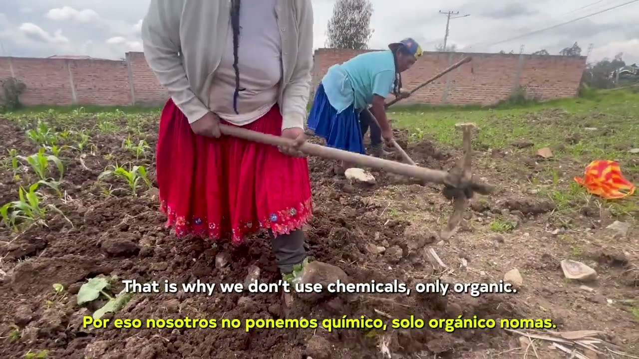 The Loyola Guillermo Family from Ecuador shows the process of cultivating maiz and beans