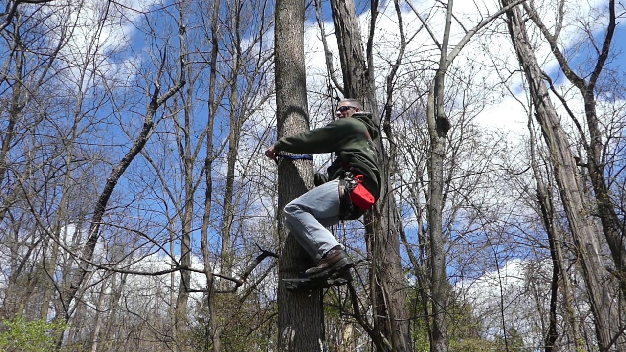 Setting up in the tree (special request)