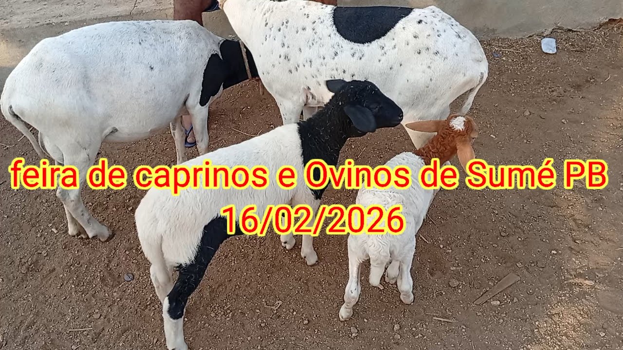 Feira de caprinos e Ovinos de Sumé PB 16/02/2026