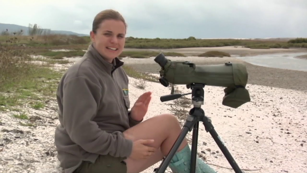 Meet the Locals: Godwits/Kuaka